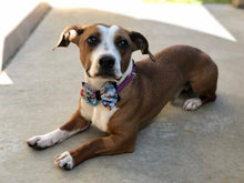 Load image into Gallery viewer, Custom Bow/Wrap- for all humans and pets