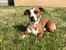 Load image into Gallery viewer, Custom Bow/Wrap- for all humans and pets